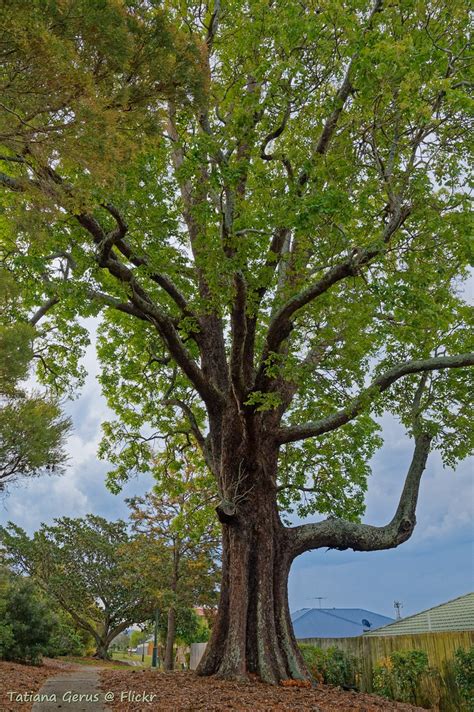 Magnificent Flindersia australis | The tree I "meet" on the … | Flickr