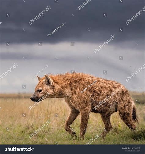 13,510 African Hyena Images, Stock Photos & Vectors | Shutterstock