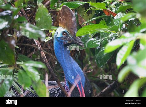 Southern Cassowary Casuarius Casuarius In The Daintree Rainforest