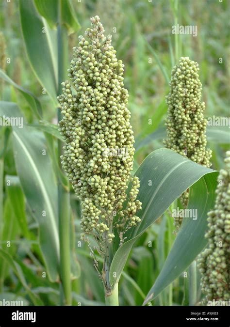 Jowar Crops Hi Res Stock Photography And Images Alamy