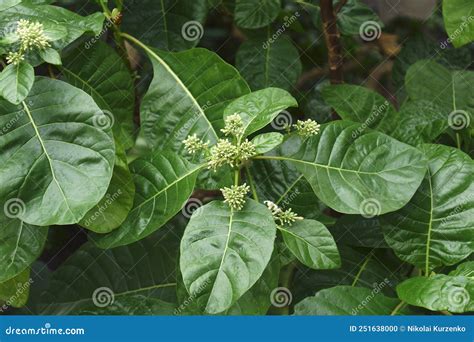 Close Up Image Of Cinchona Plant Stock Photo Image Of Plant Foliage