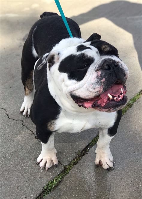 Meet Bulldog Rescue Network