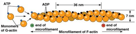 Chapter 13: Microfilament Assembly Diagram | Quizlet