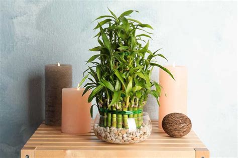 How To Grow And Care For Lucky Bamboo Houseplants Gardeners Path