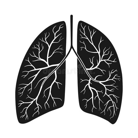 Pulmones Humanos Vector Ilustraci N Ilustraci N Del Vector