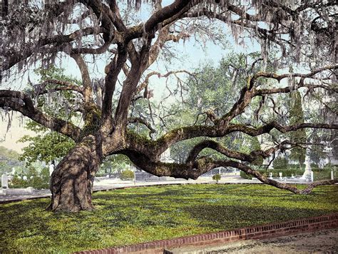 south carolina  oak photograph  granger fine art america