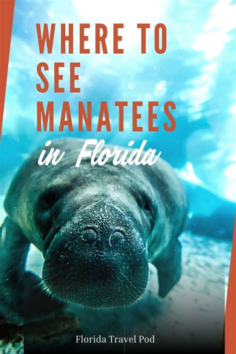 What are the Best Places to See Manatees in Florida in 2022 | Florida