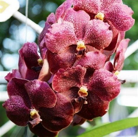 Vanda Dr Anek X Lumpini Red Muda Ocotea Net