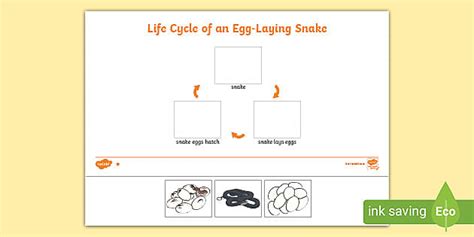 Life Cycle Of A Snake Teaching Resources Teacher Made