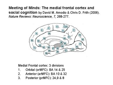 Meeting Of Minds The Medial Frontal Cortex And