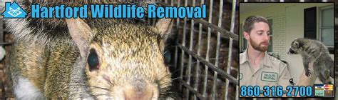 Fun Animal In Do Skunks Make Good Pets