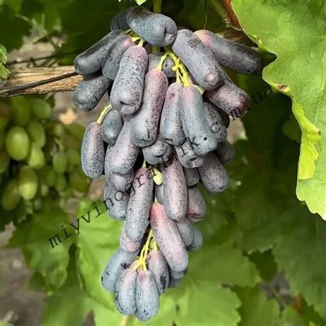 Виноград Кишмиш АВАТАР / avatar - Мій Виноградник