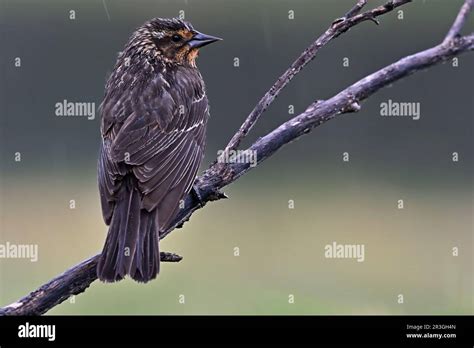 Female Red Winged Blackbird Agelaius Phoeniceus Perched On A Dead