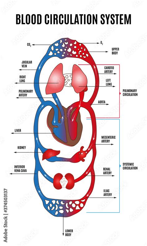 Human circulatory system. Diagram of circulatory system with main parts ...