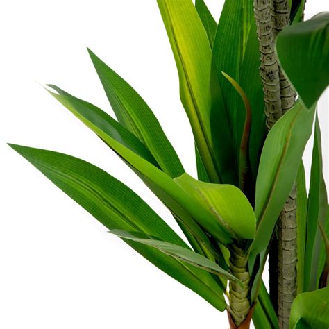 Tropick Z Na Um L Rostlina Dracaena Cm Homla Cz