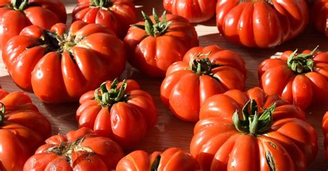 Mountain Fresh Plus Tomato Growing Guide The Garden Magazine