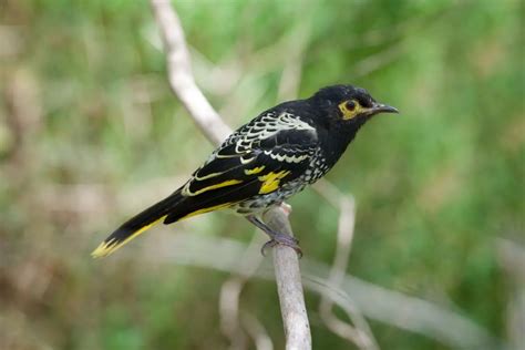 Yellow Birds Of Australia To Feast Your Eyes On