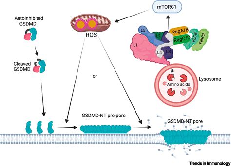 Ragulator Rag And ROS TORment Gasdermin D Pore Formation Trends In