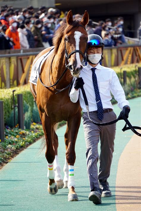 2月12日東京競馬☆7r☆3歳1勝クラス★芝1400★ビーオンザマーチ★パドック 公式：黒澤ひかりのキラキラ日記～magic Kiss Lovers Only～