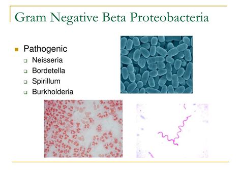 Ppt Bacterial Classification Powerpoint Presentation Free Download Id 1250575