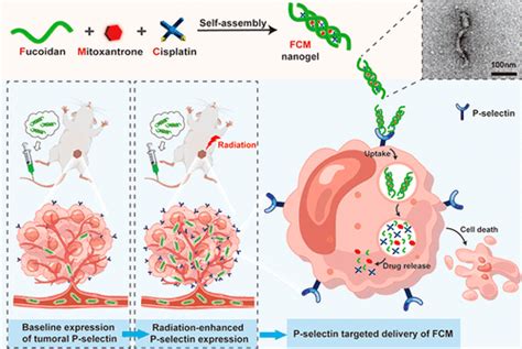 Radiotherapy Potentiates The P Selectin Targeted Cancer Drug Delivery