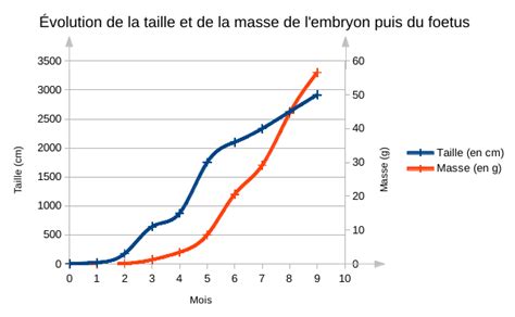 Taille Bebe Grossesse Infographic Au Sujet De Taille De Bebe Pendant La