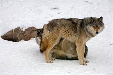 10 Algonquin Wolf Stock Photos Pictures And Royalty Free Images Istock