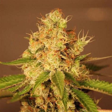 Buy Diesel Auto Feminized Seeds By G13 Labs In America Stellar Seeds