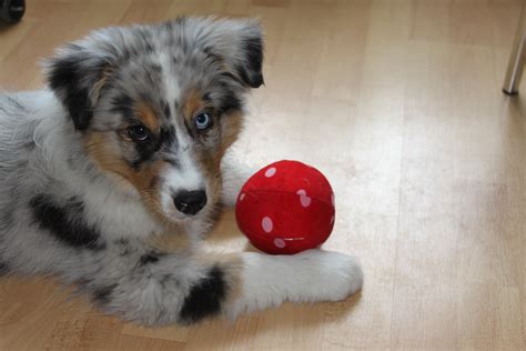 Free Images Nature Play Puppy Animal Male Pet Red Fun Great