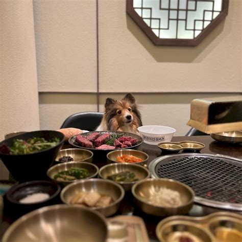 반려생활 애견동반 룸식당 Best 4 프라이빗하게 룸에서 즐기는 맛집 파주 산내음 부산 칠암만장서울 선수촌가든 강화