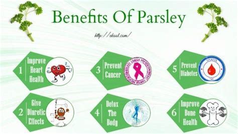 11 Health Benefits Of Parsley Leaves And Juice For The Human Body