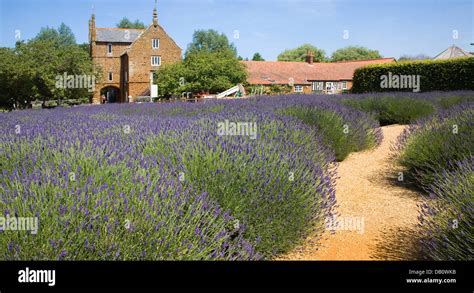 Norfolk lavender Heacham, Norfolk, England Stock Photo - Alamy