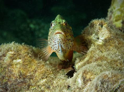 Little Hawkfish stock image. Image of reef, tropical, aquatic - 1748995