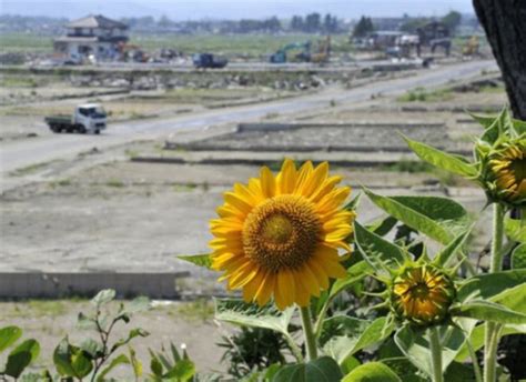 Millions of Sunflowers Soak Up Nuclear Radiation in Fukushima