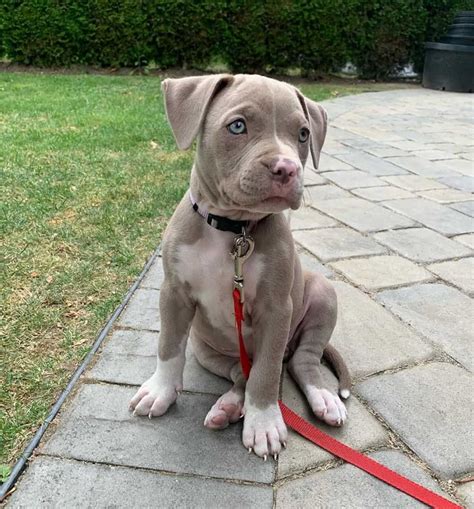 Blue Fawn Pitbull: Are They as Stunning as Most Owners Claim?