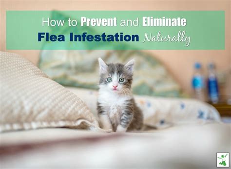 Natural Flea Infestation Solutions Healthy Home Economist