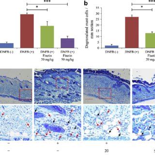 Fisetin Suppresses Infiltration Of Mast Cells And Mast Cell