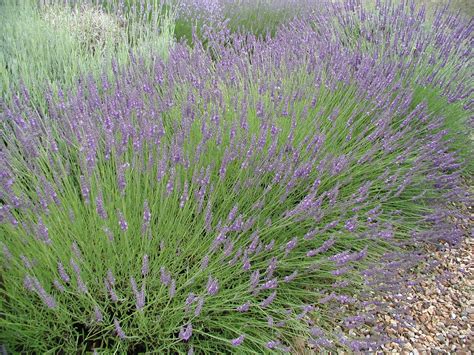 Lavandula X Intermedia Provence Lavendel