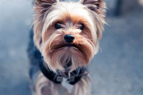 Cuidados B Sicos Para Un Yorkshire Terrier