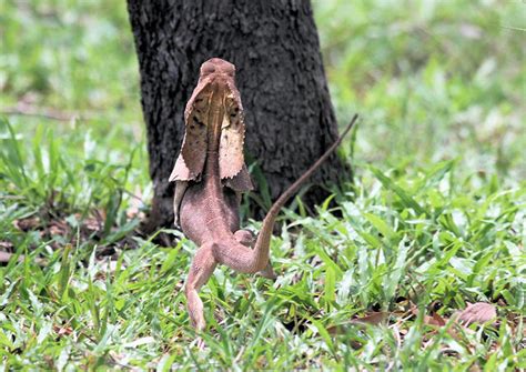 Frilled Lizard (Chlamydosaurus kingii) « Australian Animals