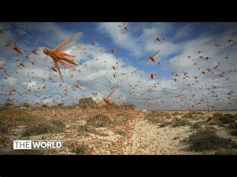 Locusts Swarm Bible