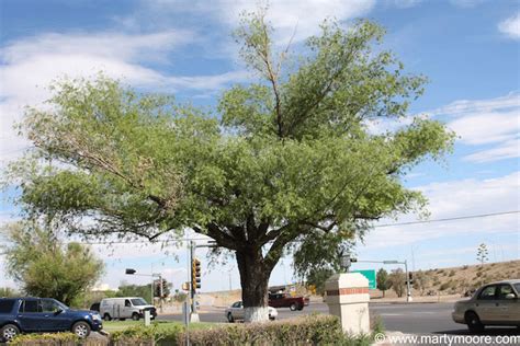 Globe Willow Trees - Fast Growing Shade Trees for the Desert Southwest Garden - SunGardensInc.com