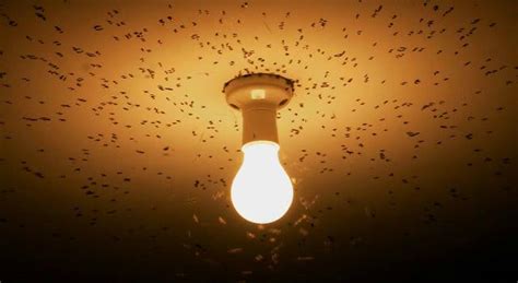 Por Qu La Luz Atrae A Los Insectos Diario Ecologia