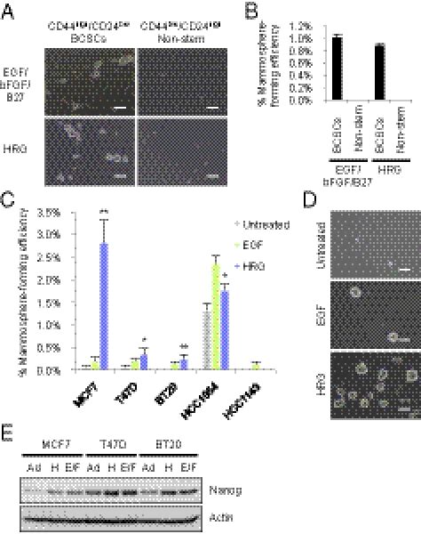 ErbB receptor tyrosine kinase NF κB signaling controls mammosphere