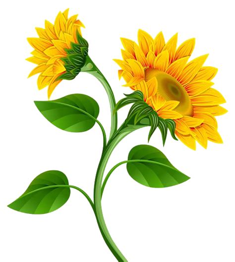 Sunflower Png Photo Png Svg Clip Art For Web Download Clip Art Png Icon Arts