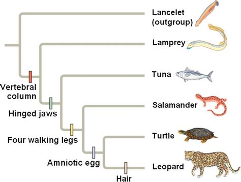 Derived Characters Of Mammals