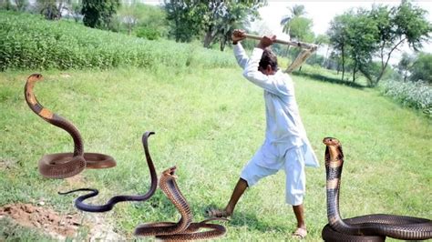 Amazing Snake Python King Cobra Big Battle In The Desert Mongoose