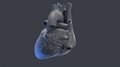 Human Heart Complete Anatomy animated – SciePro