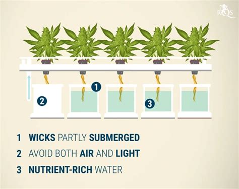 A Beginner S Guide To Aeroponics For Cannabis Growing Grow Radar