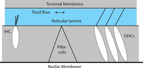 PDF The Two Functions Of The Reticular Lamina Semantic Scholar